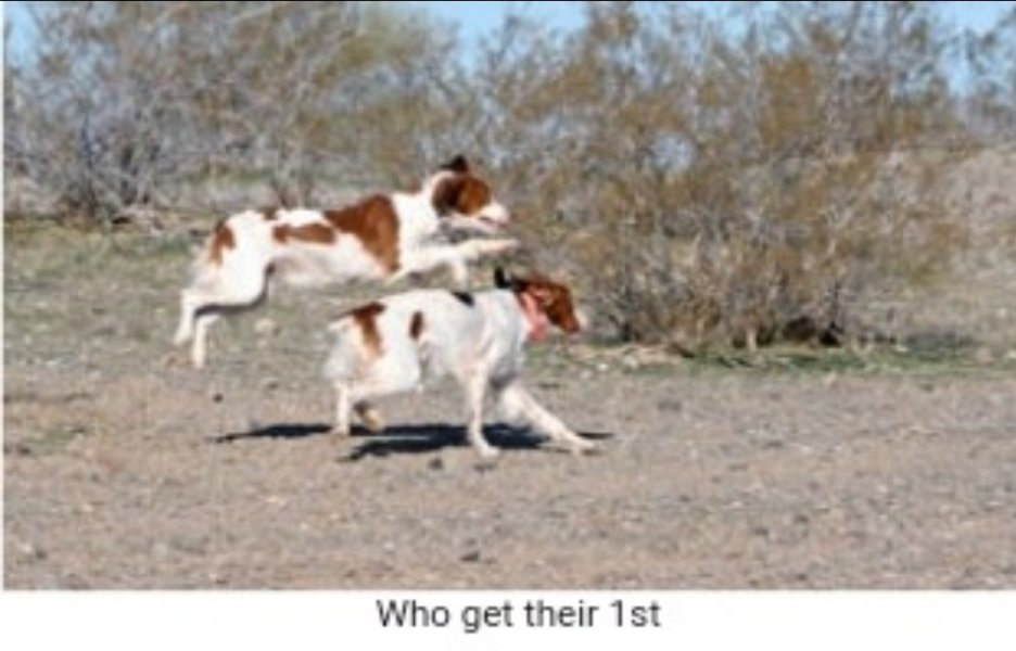 Pups hunt training Reese and sister Dina