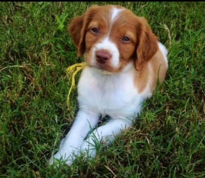 Pup for cute factor