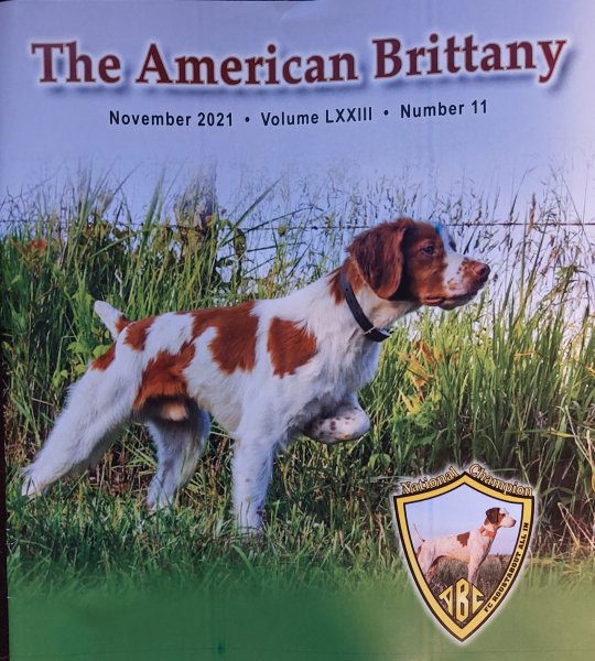 Photo of Chief after winning National Gun Dog championship on photo of American Brittany Club magazine.