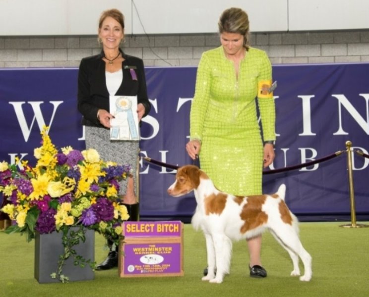 Kaylee's Westminster win
GCHB Gourley's The Future Is Ours