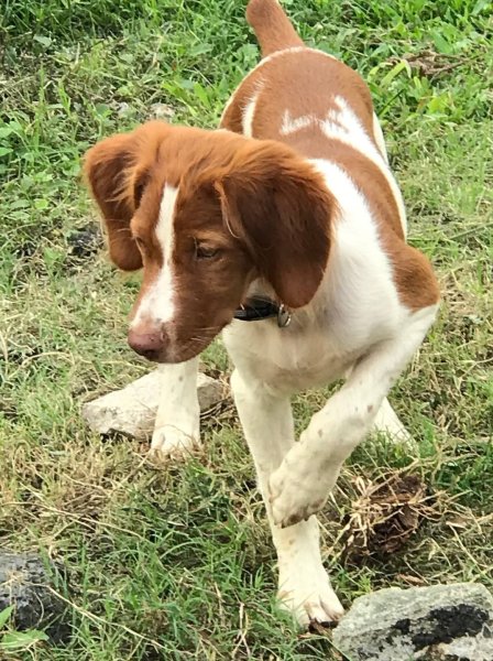 Kaylee, dam of litter, pointing as a pup