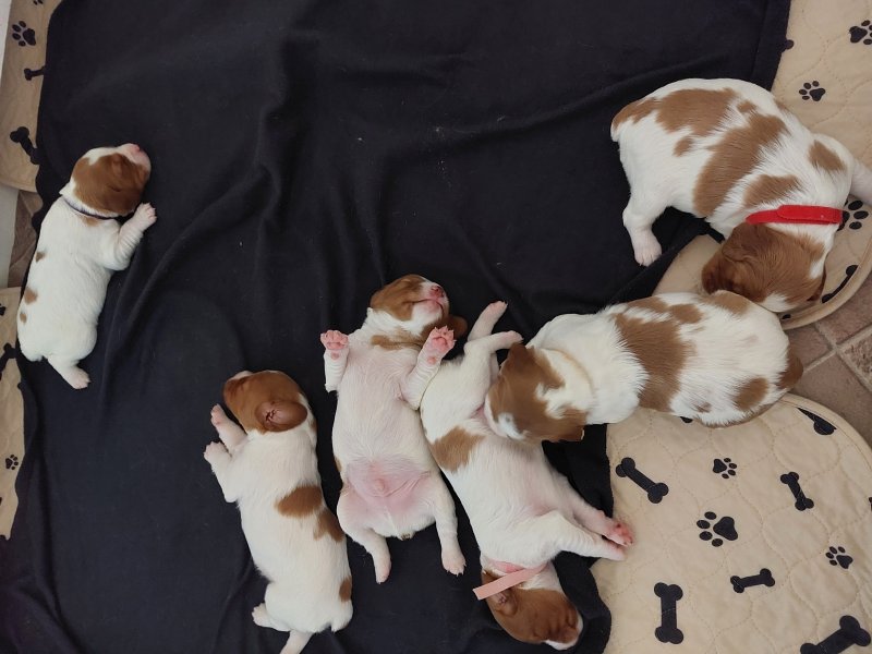 2 weeks old