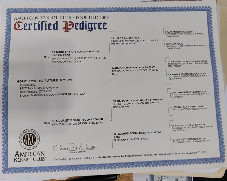 Kaylee pedigree