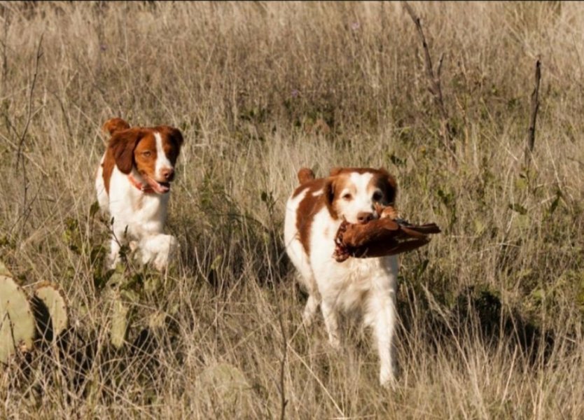 Rio at 10 hunting with Casey 1 1/2