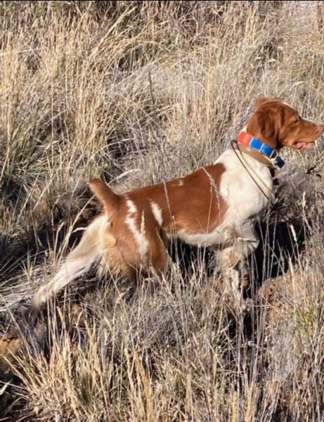 Kaylee's littermate brother hunting with owner in Hawaii.