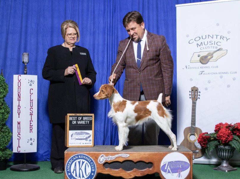 Kaylee winning Best of Breed at Tennessee 3 out of 4 days. OFA good