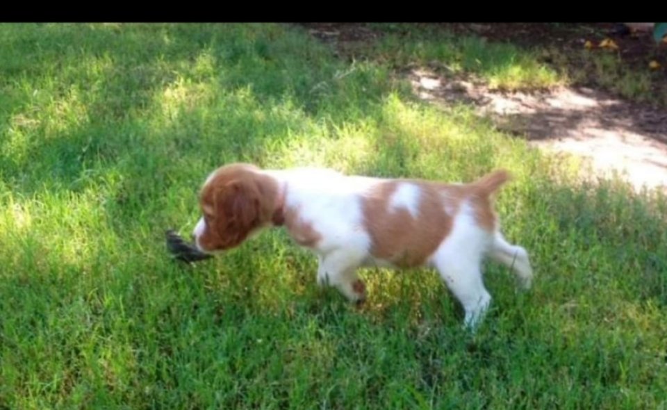 Pup first time on a wing at 6 weeks