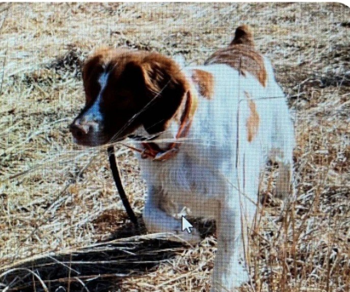 Blitz hunting. He is a Master Hunter as well as an exceptional show dog