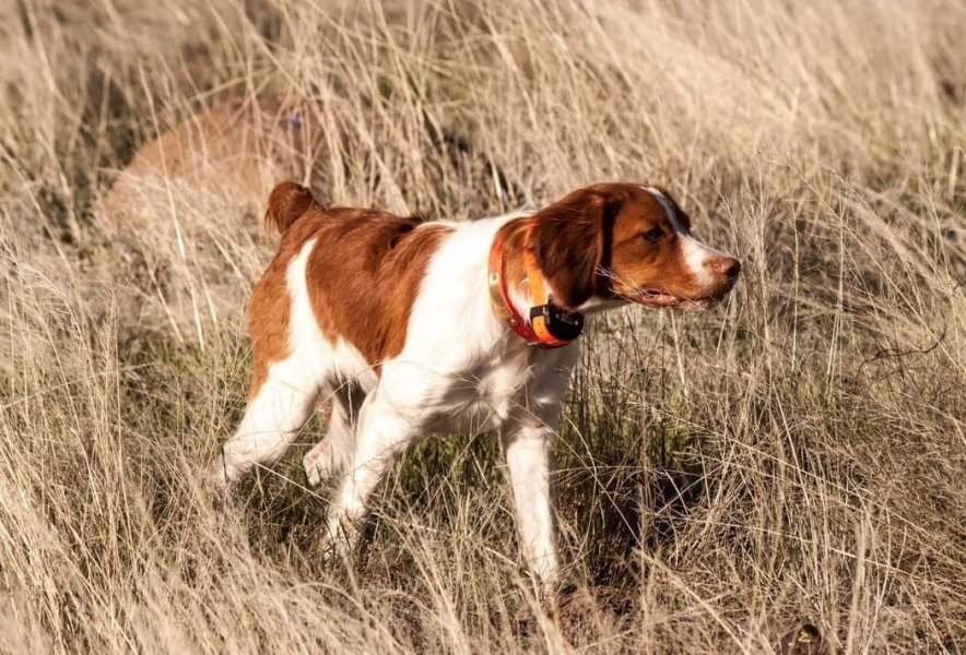 Casey hunting as an adult