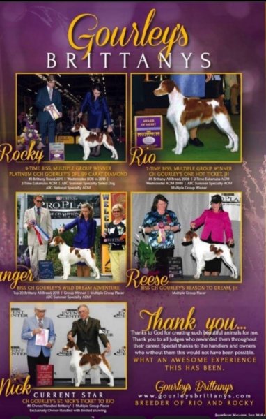 My top dogs and their accomplishments