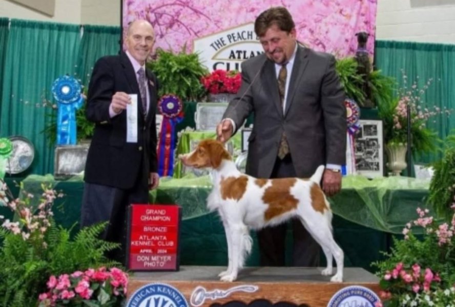 Kaylee receiving multiple Best Of Breed wins
