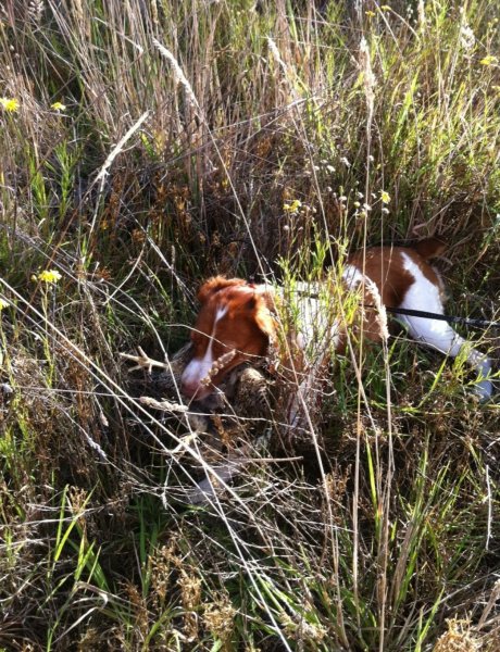 Indy, Kaylee's mother, out hunting