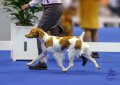 Kaylee, GCH The Future Is Ours competing at Royal Canin National Dog Show in Orlando. Dam of upcoming litter. Daughter and granddaughter of National Gun Dog Champions. See photos and pedigree below.