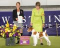 Kaylee awarded Select Bitch at Wrstminster 2024