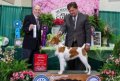 Dam of upcoming litter, Kaylee GCHB Gourley's The Future Is Ours. She was also Select at Westminster in 2024 Her sire is DC Hope's  Chief Of Crosscreek and grandsire is NGCH Springhill's Hot Wheels