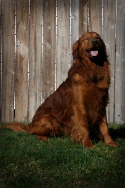 HFR'S Yippee Ti Yi Yo Lil Doggie