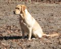 Sherman-80 lbs-sire to our current upcoming litter - due 4/12/16