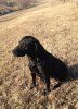 Crystal-65 lbs-dam for our current upcoming litter-due 4/12/16