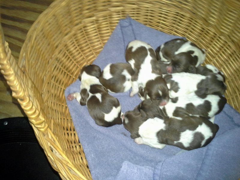 8 females born 11 October 2015