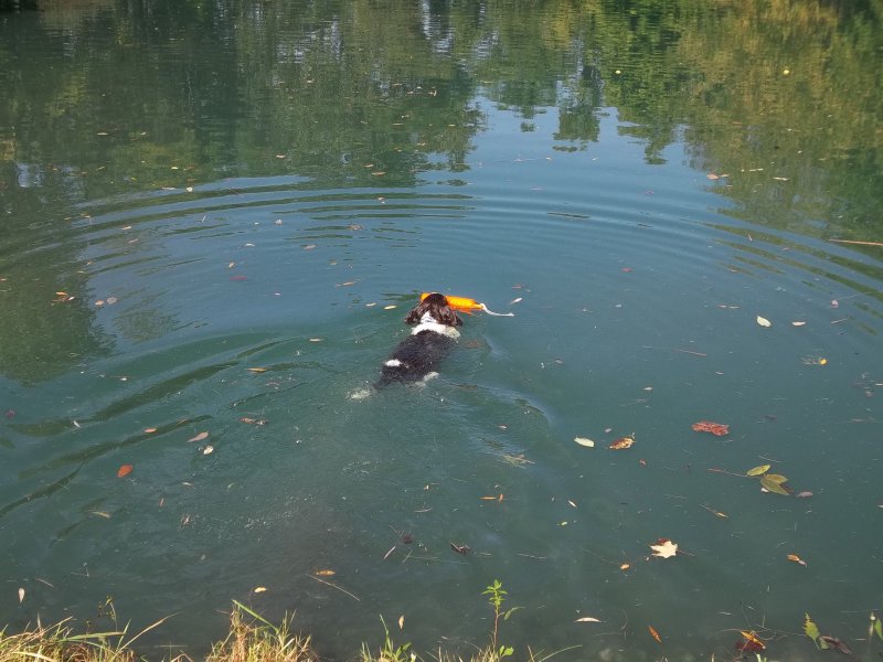 Young pup doing a water retrieve.