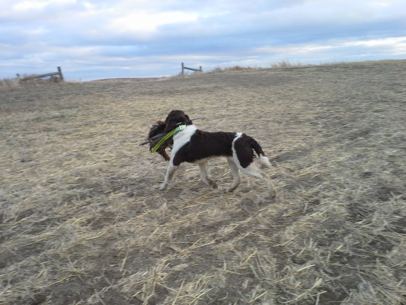 Camille carrying a pheasant hunted hard finding flushing & retrieving pheasants like a seasoned gun dog on the Cheyenne Sioux Indian reservation at only 5 1/2 months old  