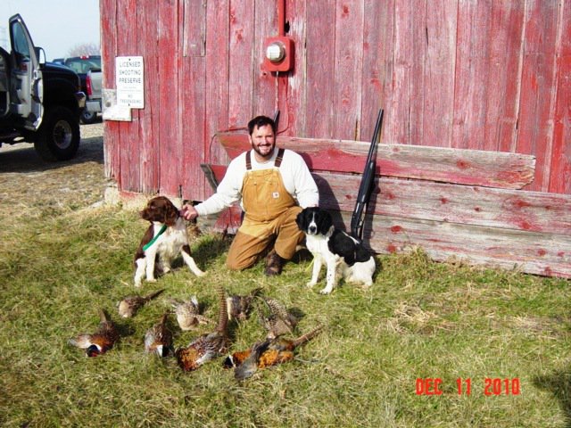 Leah is a Black & White female and Miles on the left after pheasant hunt.