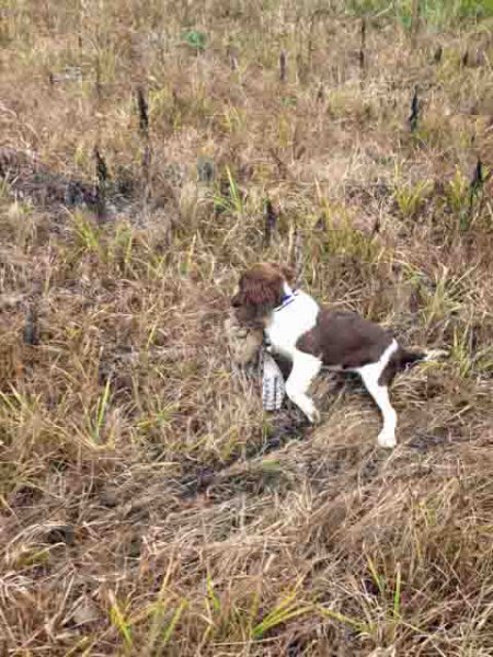 At 15 weeks Camille reached milestones in her training and is carrying a pheasant that was just shot.