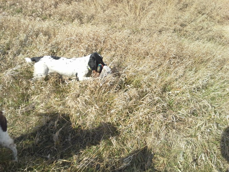 Pepper making a retrieve on wild pheasants in South Dakota. Pepper has a lot a drive & desire to please. We expect a litter early 2016 from her