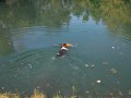 Young pup doing a water retrieve.