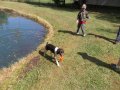 The young pup Camille completing a water retrieve