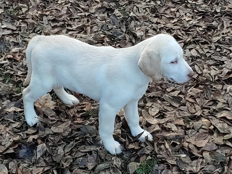 AKC White Female Picture # 2