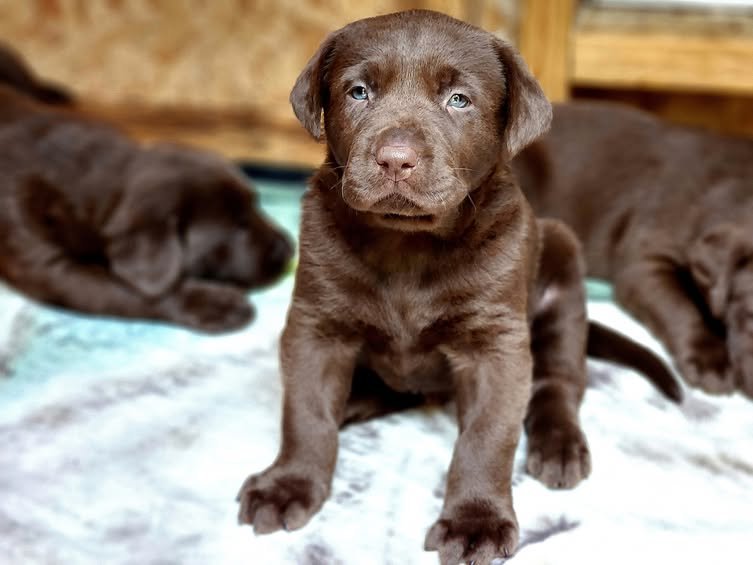 Mocha