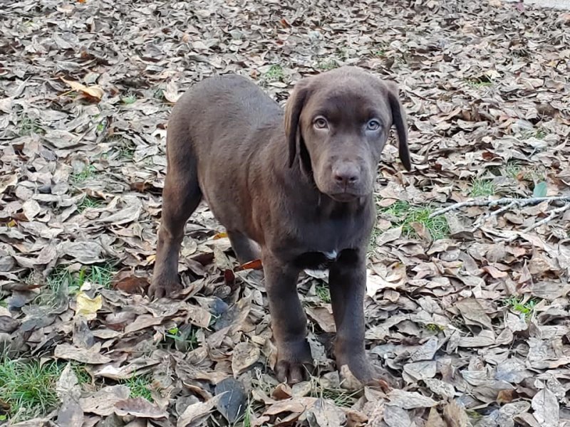 AKC Chocolate Female Picture # 1