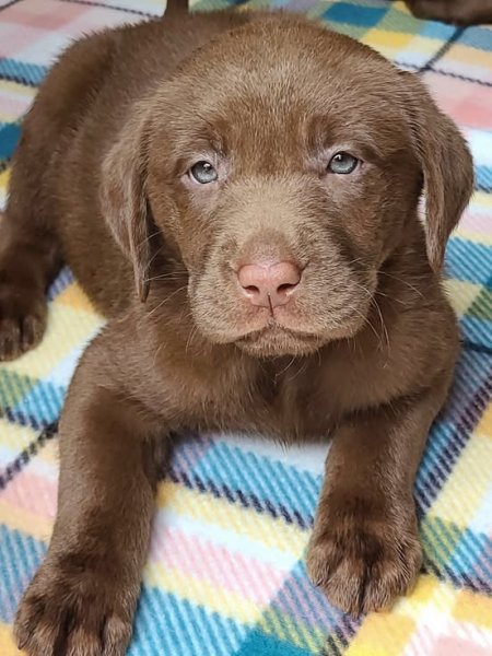 Chocolate female Cocoa