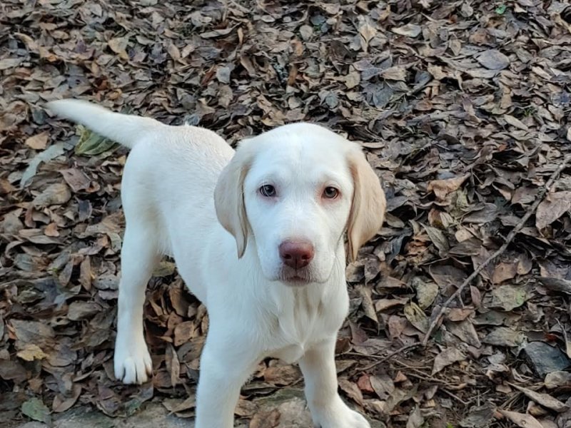 AKC White Female Picture # 1