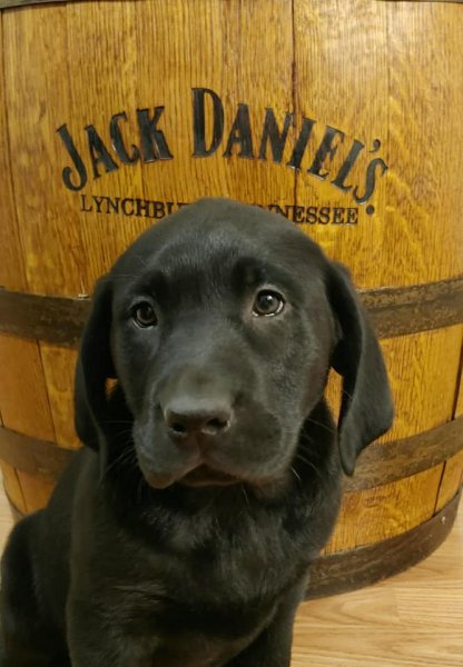 The Black Male Lab Puppy