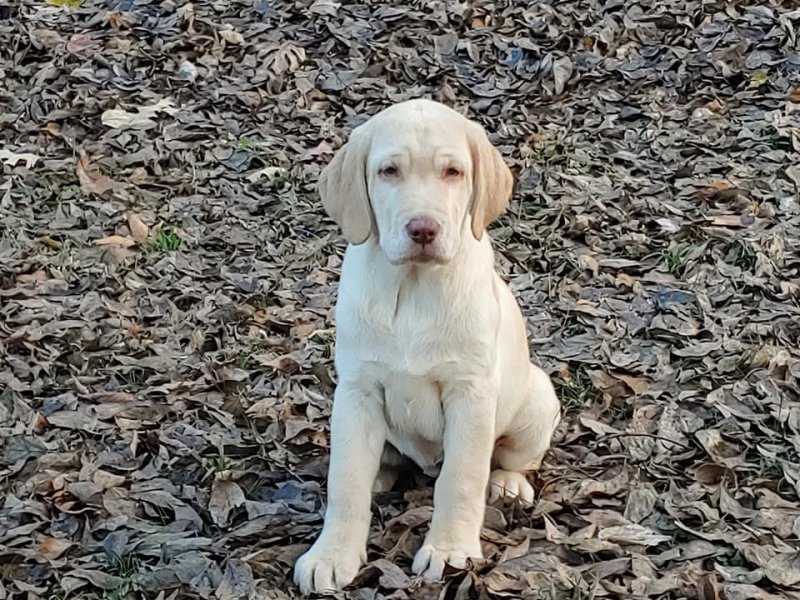 AKC Yellow Female Picture # 2