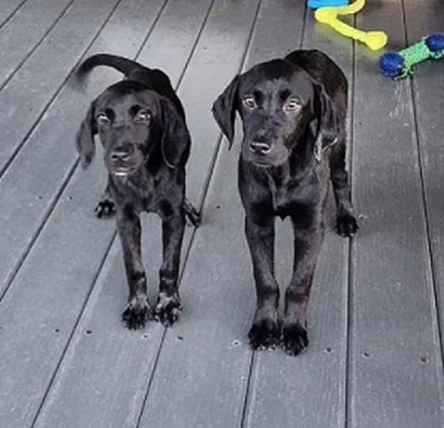 The 2 black female puppies