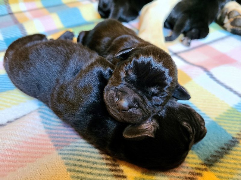 2 of the puppies