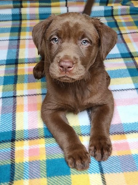 Chocolate female Molly