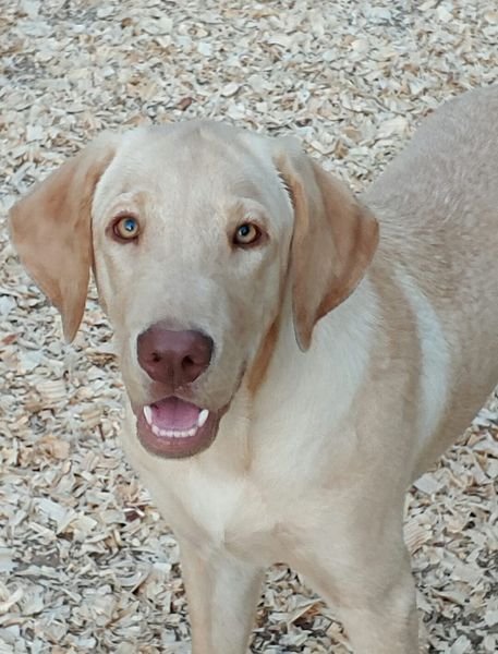 Max