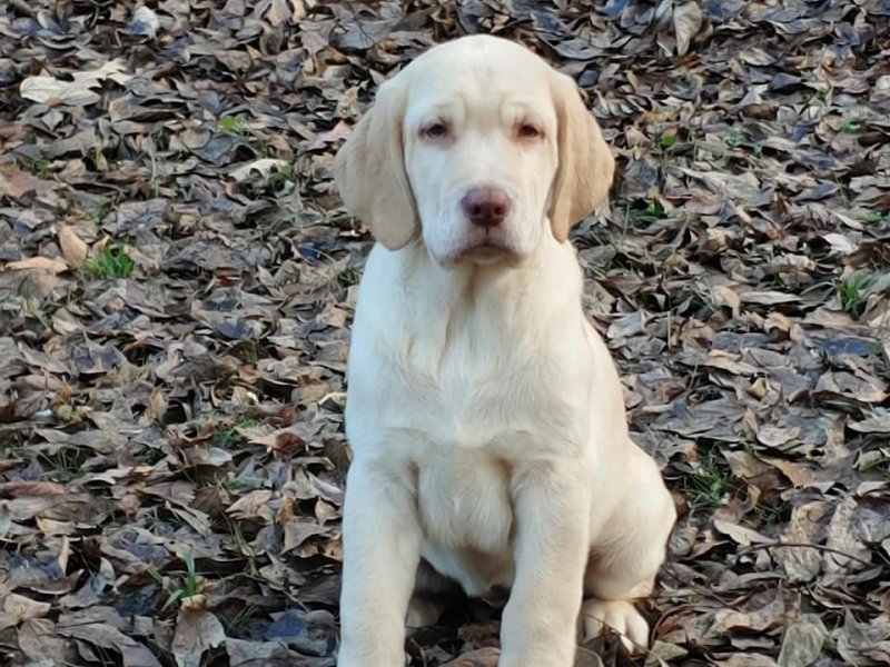 AKC Yellow Female Picture # 1