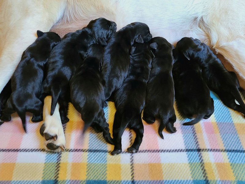 The litter of puppies