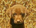 One Of Kylie's Past Litter Chocolate Male Puppies