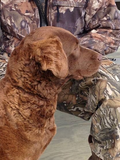 Kennebec Chesapeakes | Hunting Dog Breeders