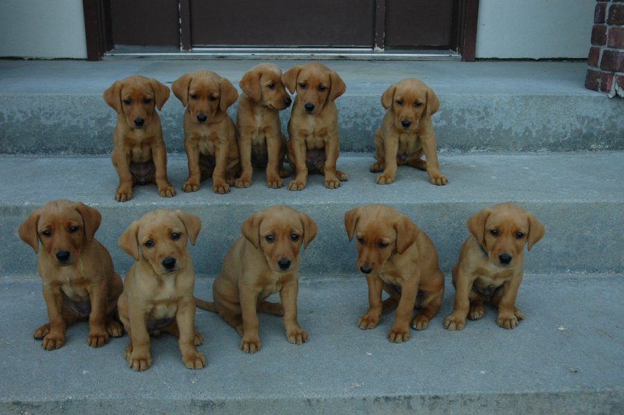 Sit, Stay at 6 1/2 weeks old! (Previous litter)