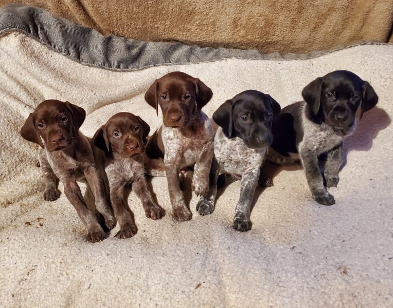 Krystal Creek Kennels Puppies for Sale Hunting Dog Breeders
