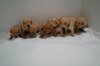 Lathrop's Labradors logo