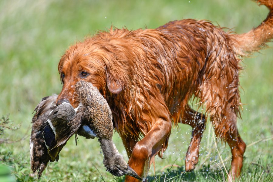 Lish Kennel Golden Retrievers | Hunting Dog Breeders