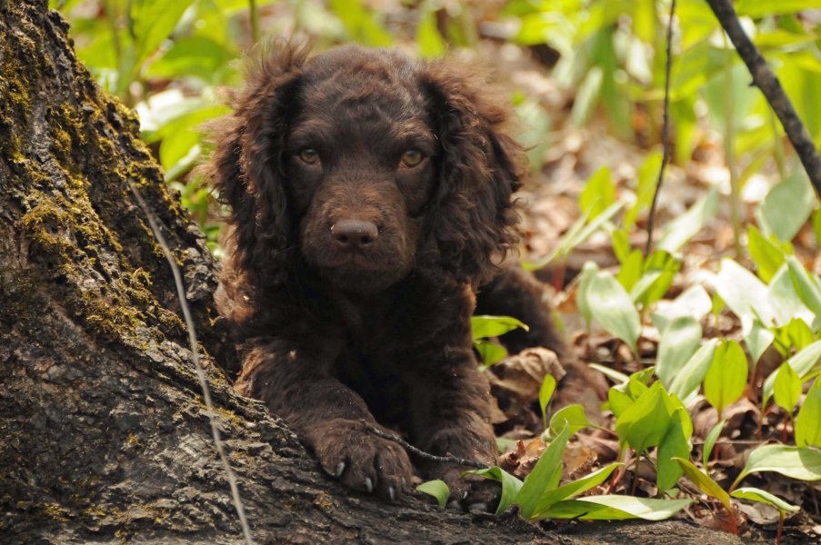 Little Brownies Kennel | Hunting Dog Breeders